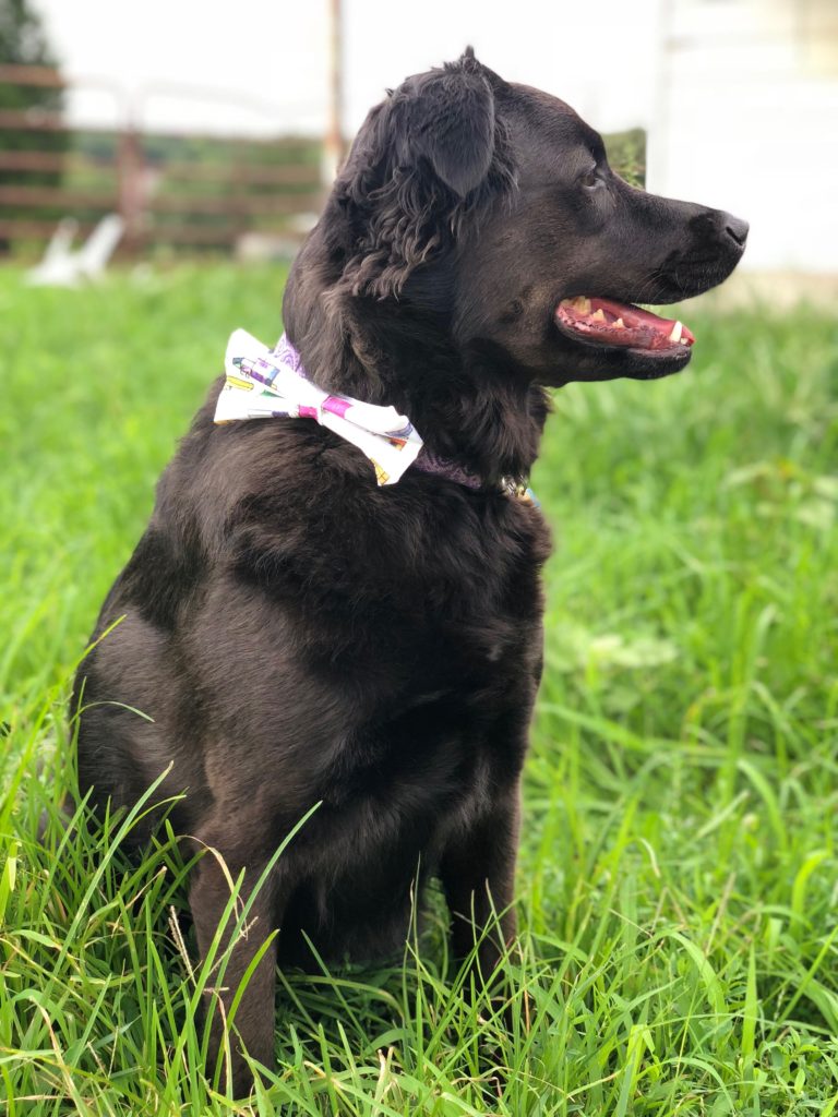 Picture of a dog wearing a bowtie