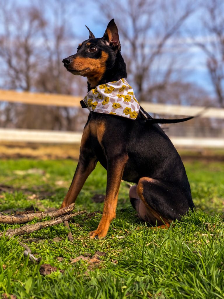 Picture of dog wearing a bandana